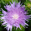 Stokesia laevis Peachie's Pick