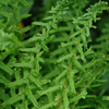 Athyrium filix-femina Victoriae