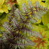 Athyrium niponicum Regal Red