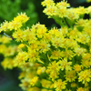 Solidago Little Lemon® Dansolitlem