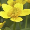 Caltha palustris 