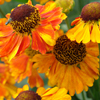 Helenium Mardi Gras