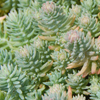 Sedum reflexum Blue Spruce