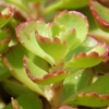 Sedum spurium Red Carpet