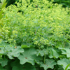 Alchemilla mollis Auslese