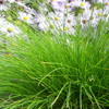 Carex eburnea 