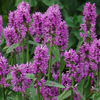 Stachys monieri Hummelo