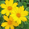 Coreopsis pubescens Sunshine Superman
