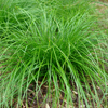 Carex radiata 