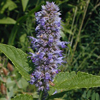 Agastache foeniculum 