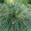 Deschampsia cespitosa Goldtau