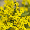 Solidago shortii Solar Cascade