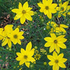 Coreopsis verticillata Moonbeam