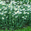Erigeron pulchellus var. pulchellus Lynnhaven Carpet