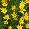 Coreopsis verticillata Zagreb