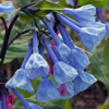 Mertensia virginica 