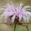 Monarda bradburiana 