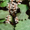 Pachysandra procumbens 