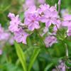 Phlox carolina ssp. carolina Kim