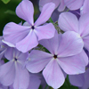 Phlox divaricata Blue Moon