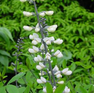 Baptisia alba var. macrophylla 