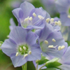Polemonium reptans 