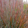 Schizachyrium scoparium Standing Ovation