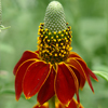 Ratibida columnifera Red Midget