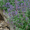 Nepeta Early Bird