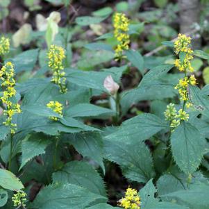 Solidago flexicaulis 