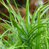 Carex muskingumensis 