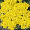 Achillea Moonshine