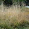 Deschampsia cespitosa 