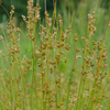 Juncus tenuis 