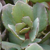 Sedum SunSparkler® Dazzleberry