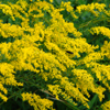 Solidago odora 