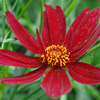 Coreopsis Permathread™ Red Satin