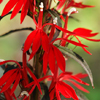 Lobelia cardinalis Black Truffle
