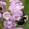 Physostegia virginiana Pink Manners