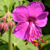 Geranium macrorrhizum Bevan's Variety