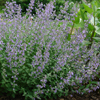 Nepeta Junior Walker™ Novanepjun