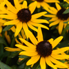 Rudbeckia fulgida var. sullivantii Little Goldstar