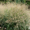 Panicum Cape Breeze