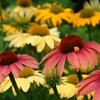 Echinacea Cheyenne Spirit