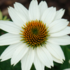 Echinacea purpurea PowWow® White 