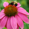 Echinacea purpurea PowWow® Wild Berry 