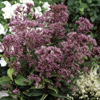 Eupatorium Phantom