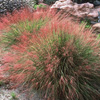 Muhlenbergia reverchonii UNDAUNTED® 'PUND01S' 