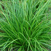 Carex cherokeensis 