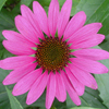 Echinacea purpurea Magnus